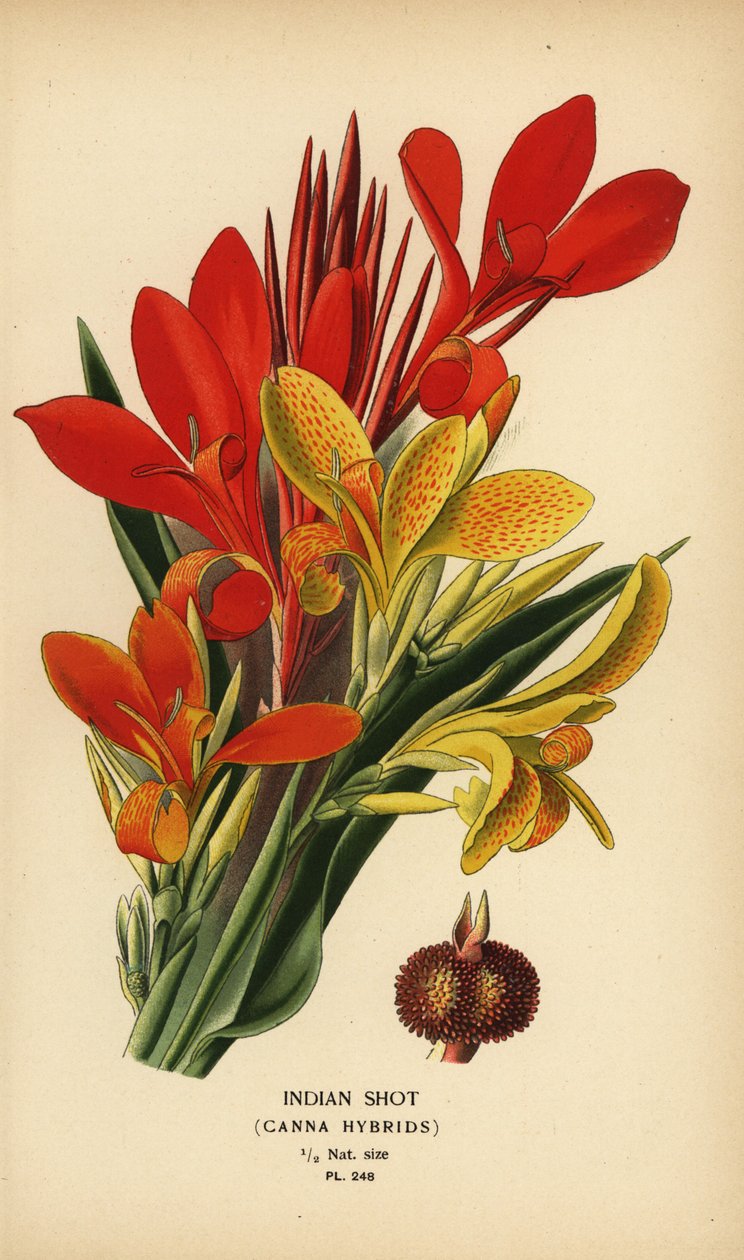 Indisk skudd, Canna indica hybrider. Kromolitografi fra en illustrasjon av Desire Bois fra Edward Step