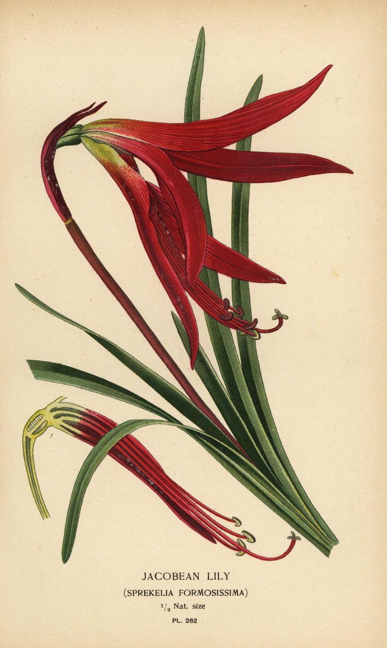 Jakobslilje, Sprekelia formosissima. Kromolitografi fra en illustrasjon av Desire Bois fra Edward Step's Favorite Flowers of Garden and Greenhouse, Frederick Warne, London av Désiré Georges Jean Marie Bois