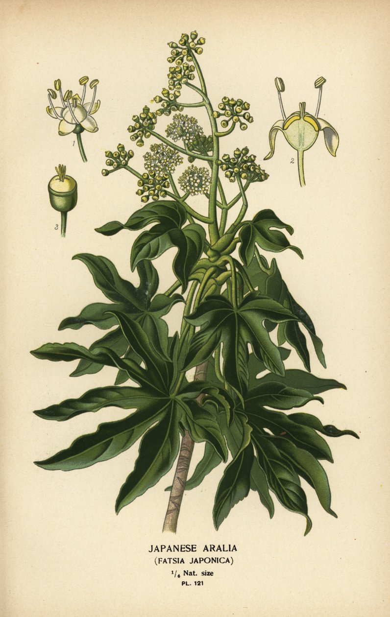 Japansk aralia eller glanset papirplante, Fatsia japonica. av Désiré Georges Jean Marie Bois
