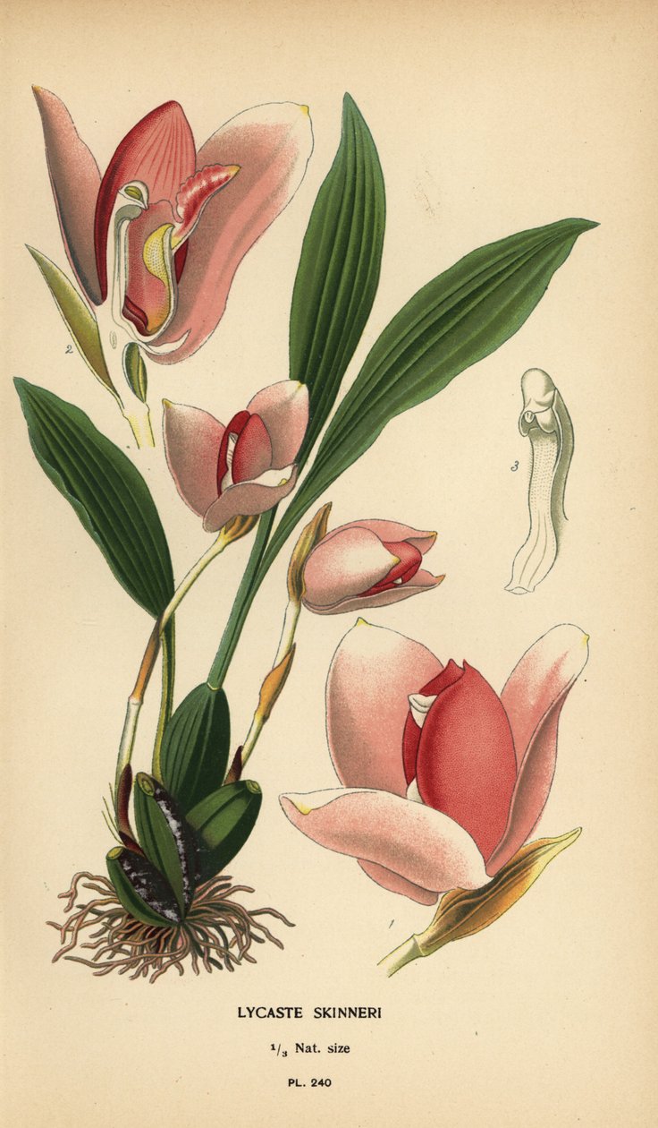 Lycaste virginalis orkidé (Lycaste skinneri). Kromolitografi fra en illustrasjon av Desire Bois fra Edward Step