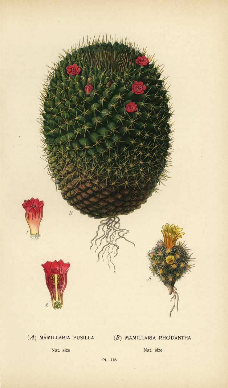 Mammillaria prolifera og Mammillaria rhodantha. av Désiré Georges Jean Marie Bois