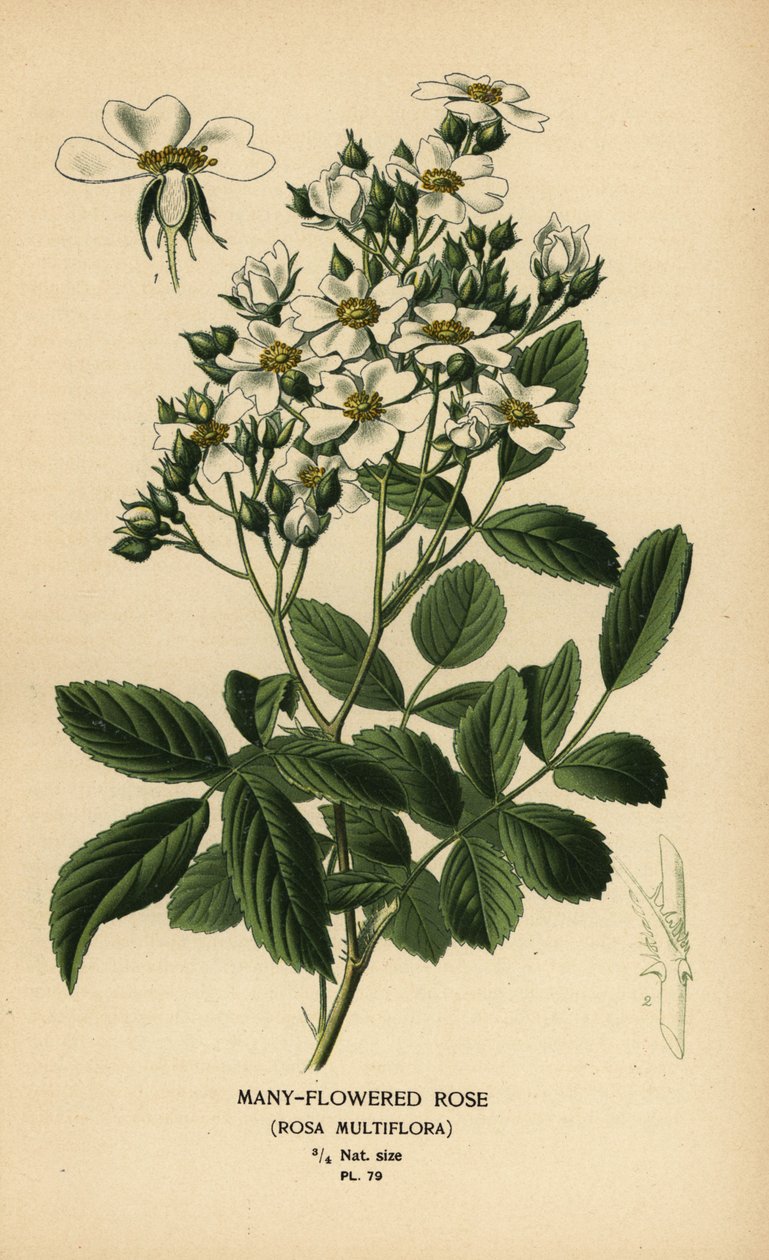 Mangeblomstret rose, Rosa multiflora. av Désiré Georges Jean Marie Bois