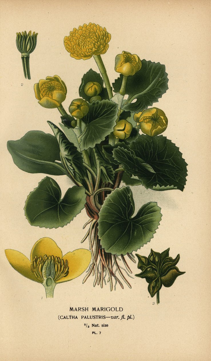 Marsh ringblomst, Caltha palustris. av Désiré Georges Jean Marie Bois