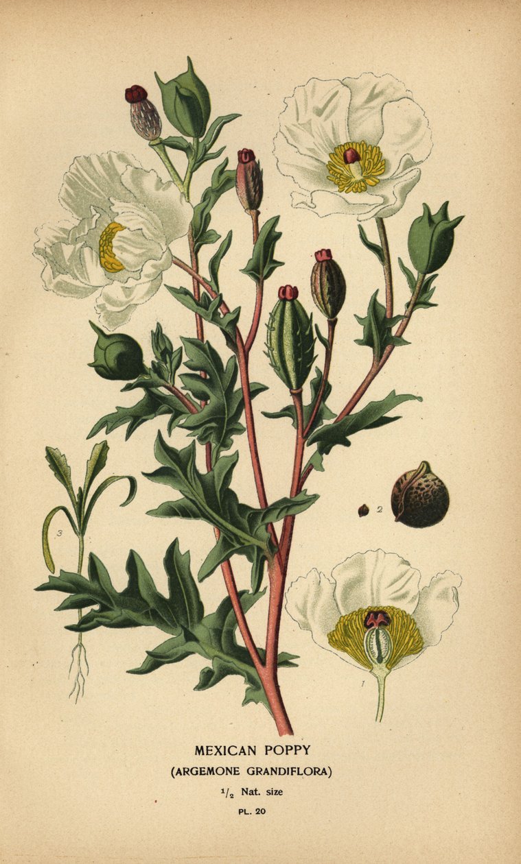 Meksikansk valmue, Argemone grandiflora. av Désiré Georges Jean Marie Bois