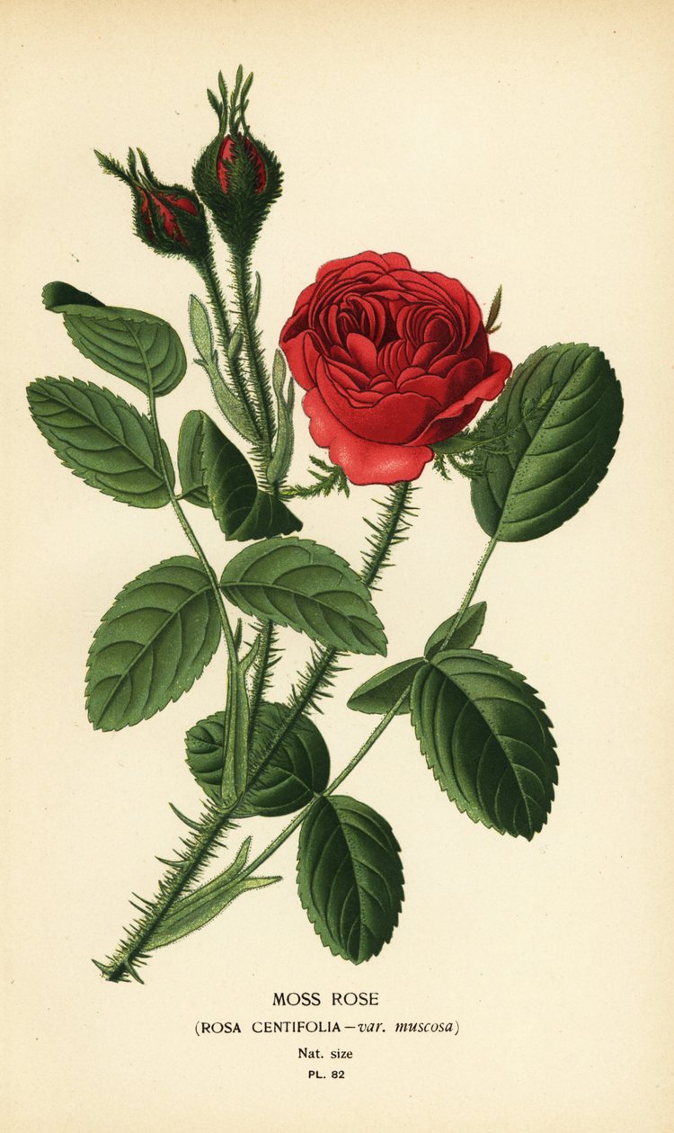 Moserose, Rosa centifolia var. muskose av Désiré Georges Jean Marie Bois