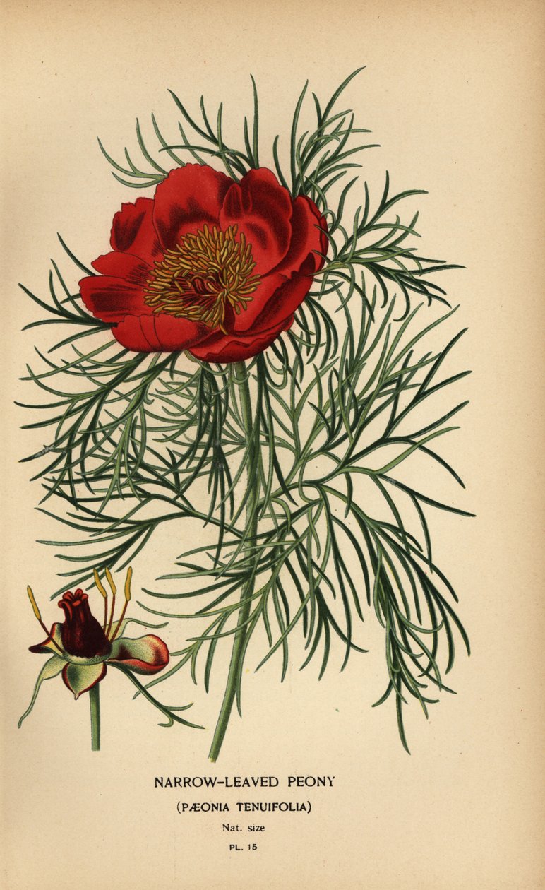Smalbladet pion, Paeonia tenuifolia, av Désiré Georges Jean Marie Bois