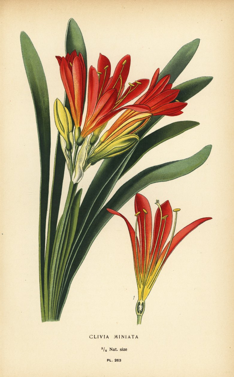 Natalilje eller busklilje, Clivia miniata. Kromolitografi fra en illustrasjon av Desire Bois fra Edward Step