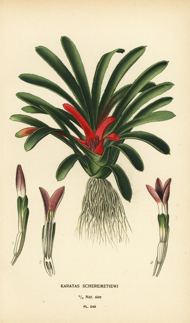 Nidularium scheremetiewii (Karatas scheremetiewi). Kromolitografi fra en illustrasjon av Desire Bois fra Edward Step