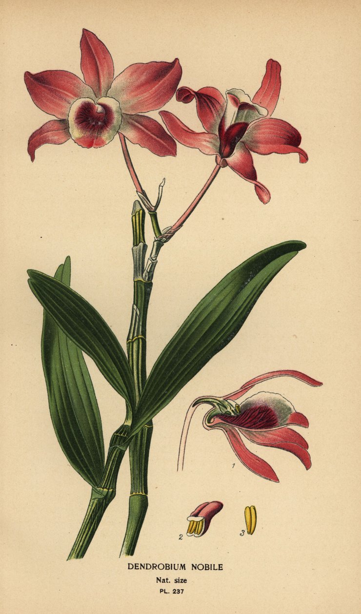 Edel dendrobium orkidé, Dendrobium nobile. Kromolitografi fra en illustrasjon av Desire Bois fra Edward Step