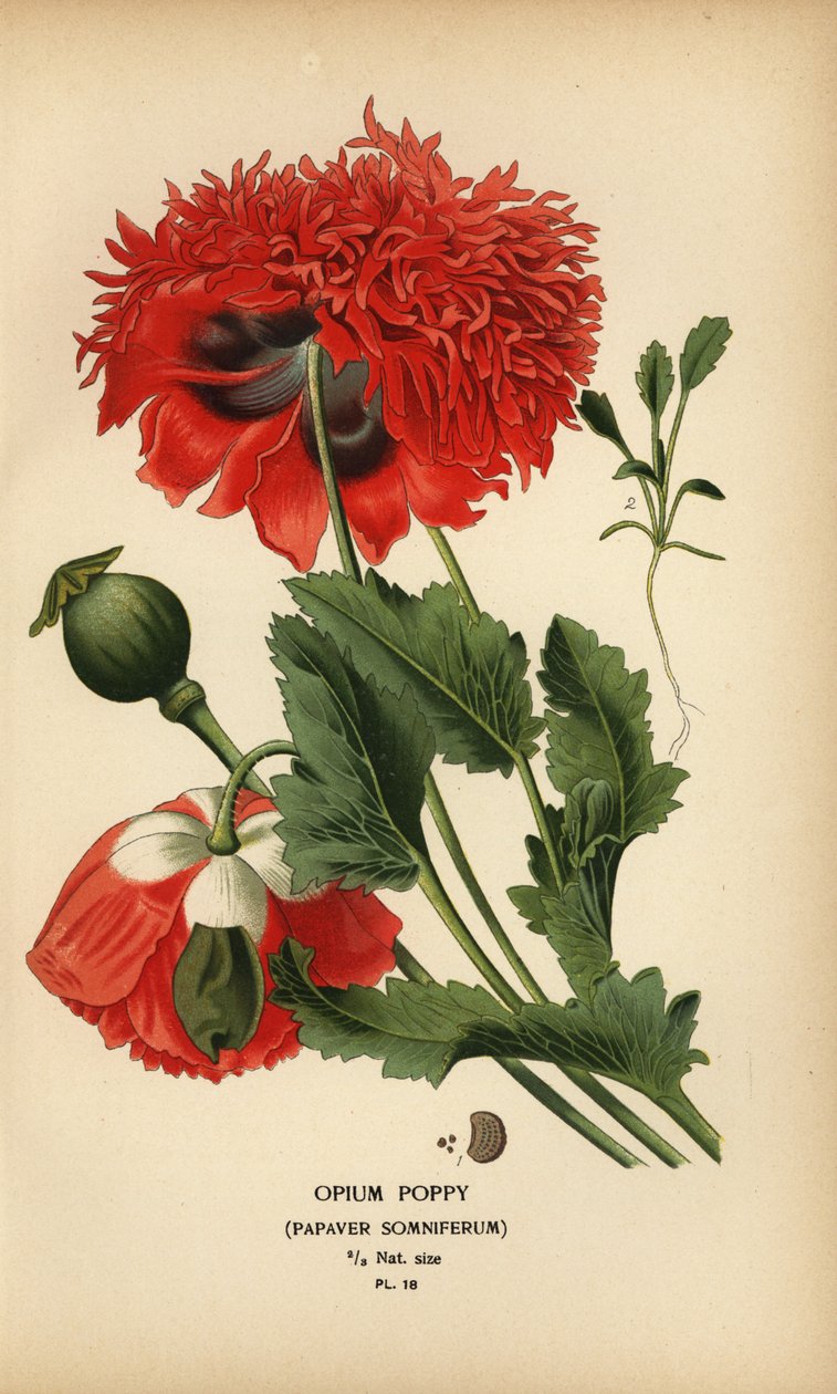 Opiumsvalmue, søvnig valmue. av Désiré Georges Jean Marie Bois