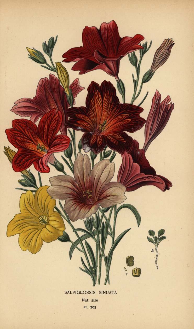 Malt tunge eller fløyels trompetblomst, Salpiglossis sinuata. av Désiré Georges Jean Marie Bois