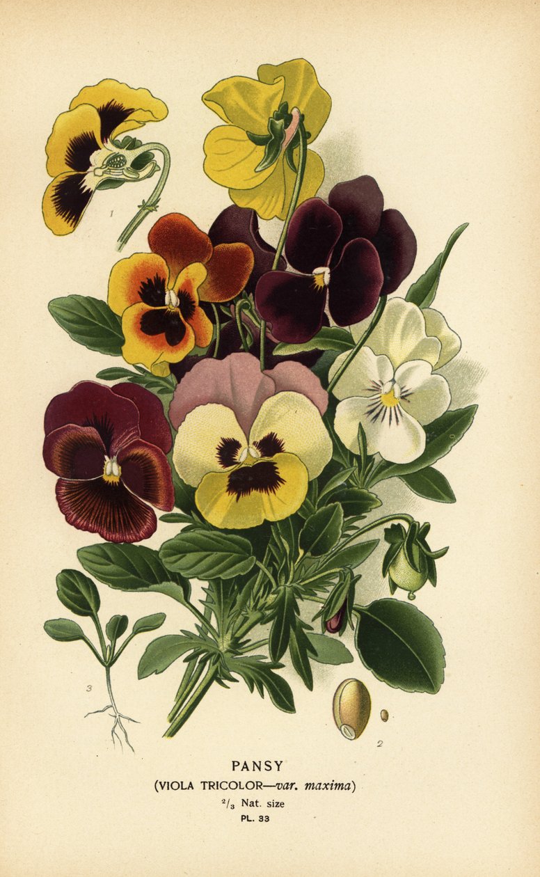 Stemorsblomst, Viola tricolor. av Désiré Georges Jean Marie Bois