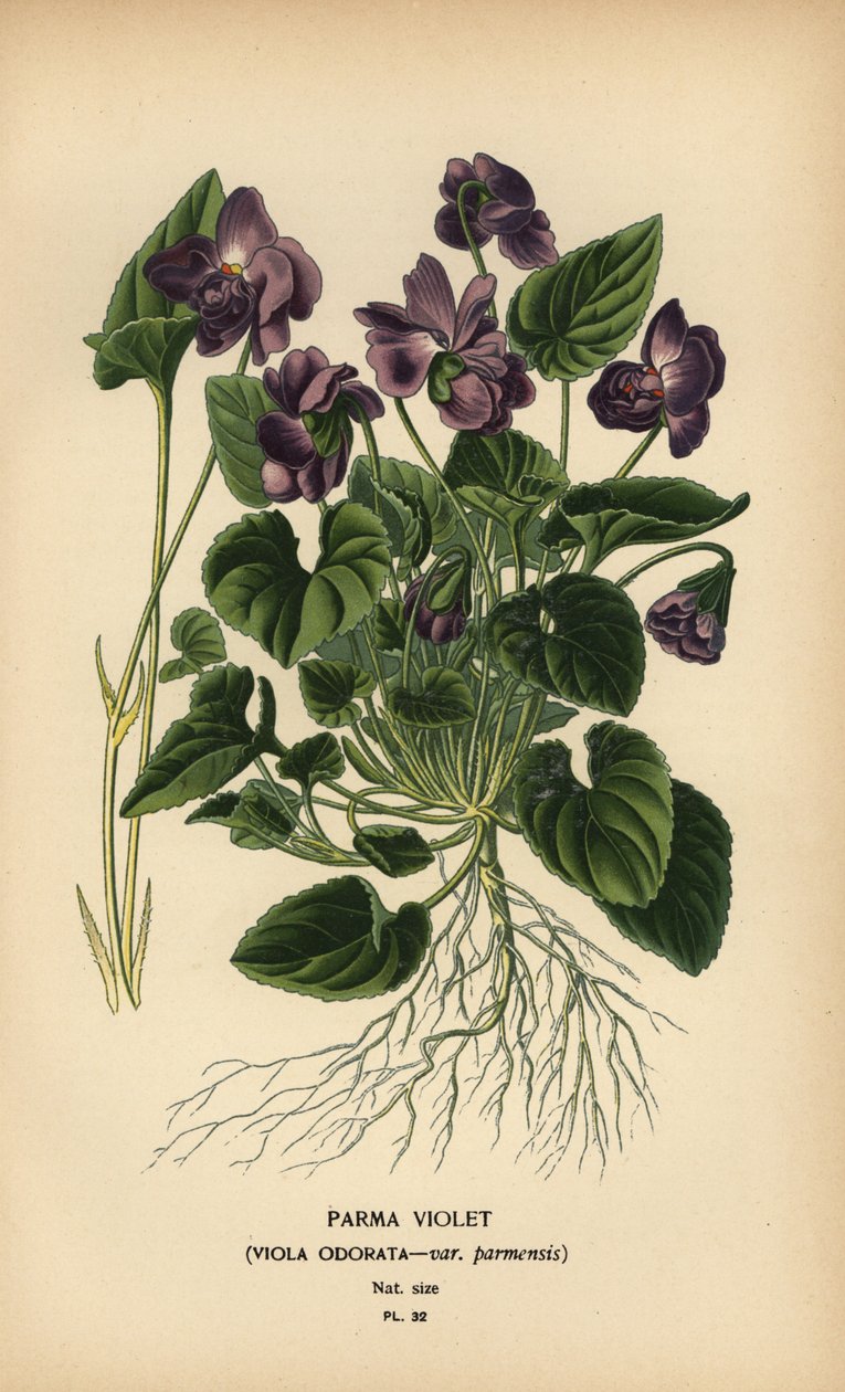 Parma fiolett, viola duftende. av Désiré Georges Jean Marie Bois