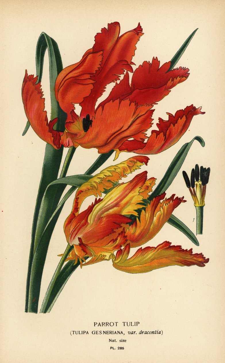 Papegøye tulipan, Tulipa gesneriana var. dracontia. Kromolitografi fra en illustrasjon av Desire Bois fra Edward Step