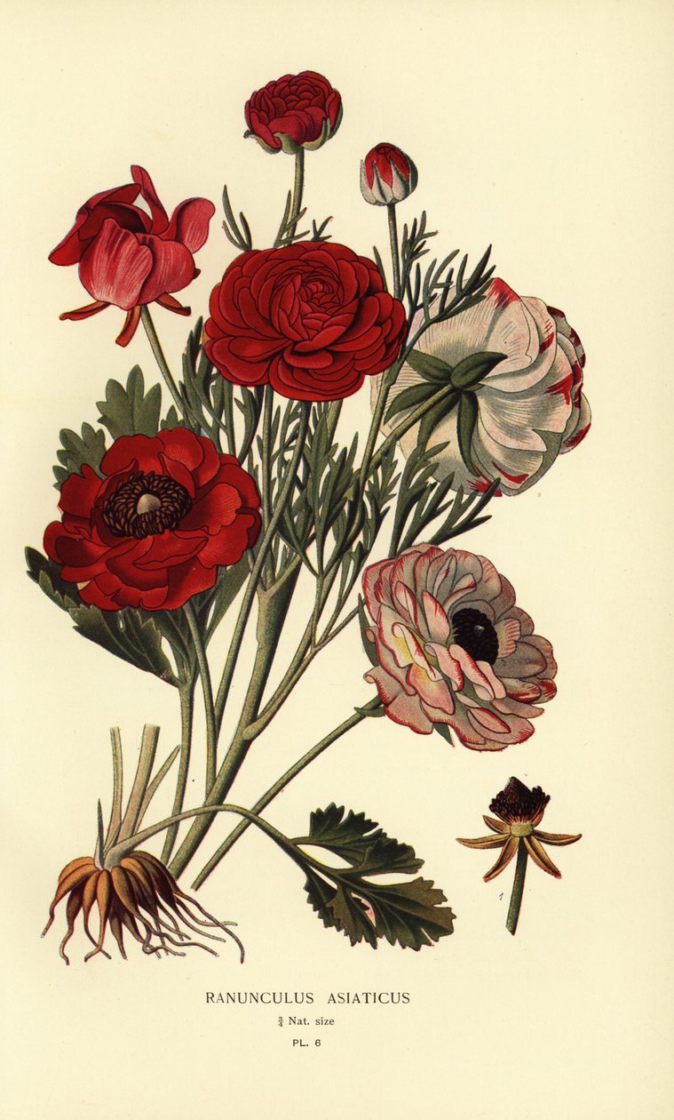 Persiske smørblomster, Ranunculus asiatica. av Désiré Georges Jean Marie Bois