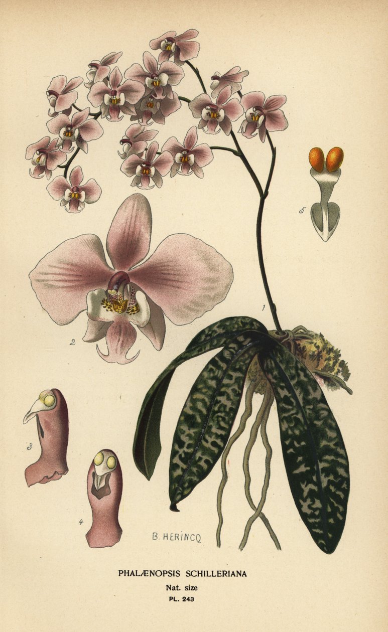 Phalaenopsis schilleriana orkide. Kromolitografi fra en illustrasjon av B. Herincq fra Edward Step’s Favorite Flowers of Garden and Greenhouse, Frederick Warne, London av Désiré Georges Jean Marie Bois