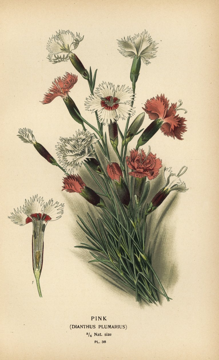 Rosa, Dianthus plumarius. av Désiré Georges Jean Marie Bois