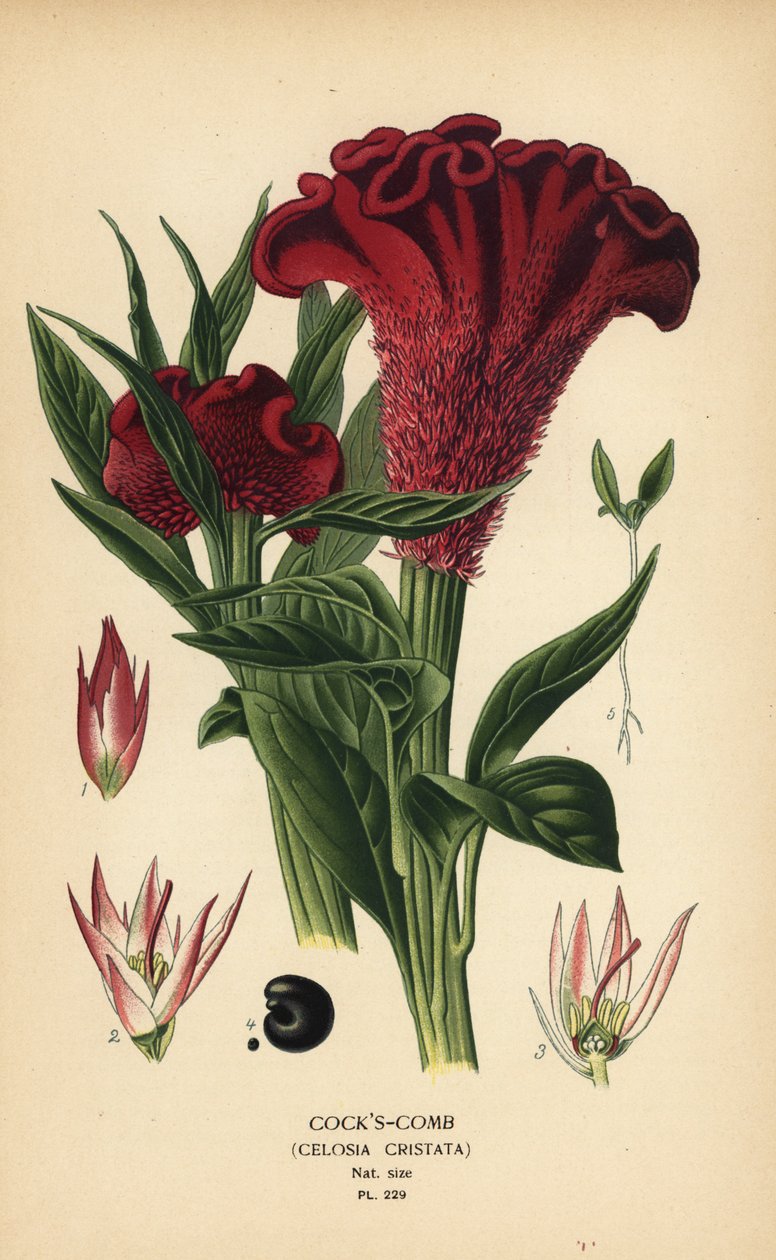 Plumed hanekam eller sølv hanekam, Celosia argentea (hanekam, Celosia cristata). Kromolitografi fra en illustrasjon av Desire Bois fra Edward Step