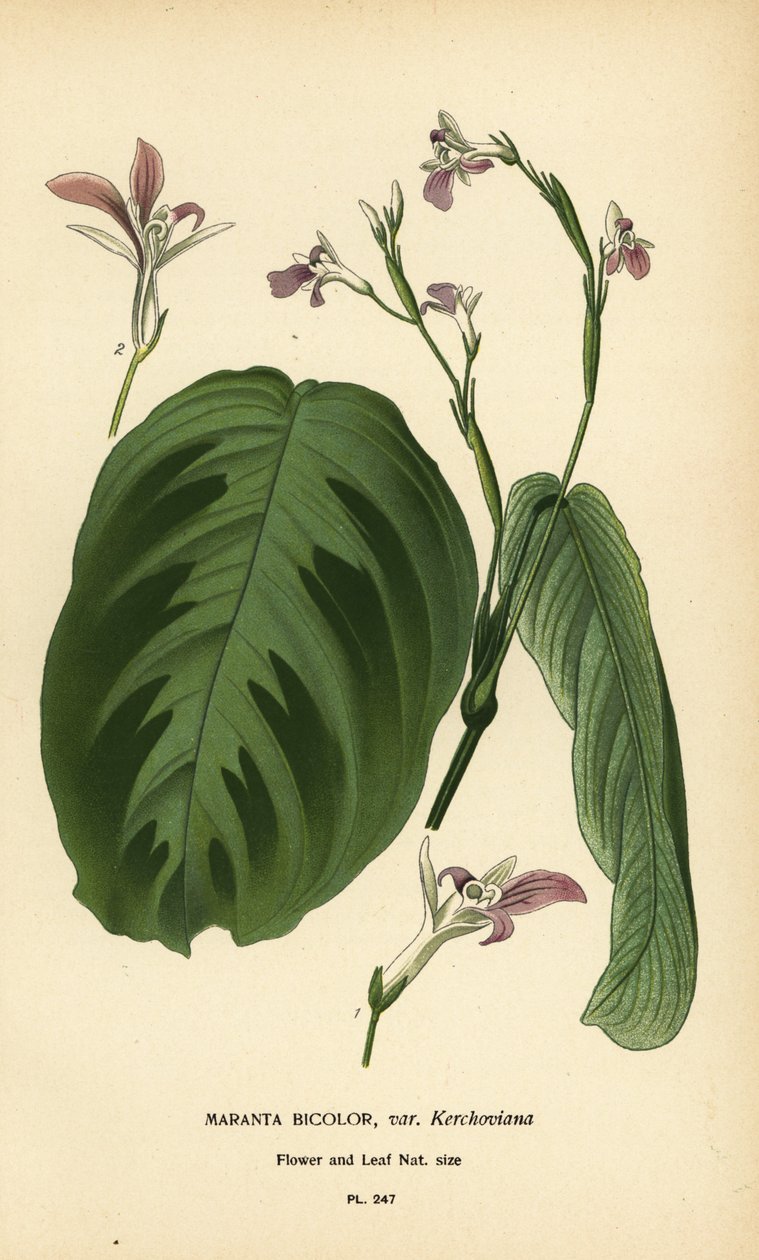 Bønneplante, Maranta leuconeura (Maranta bicolor var. Kerchoviana). Kromolitografi fra en illustrasjon av Desire Bois fra Edward Step