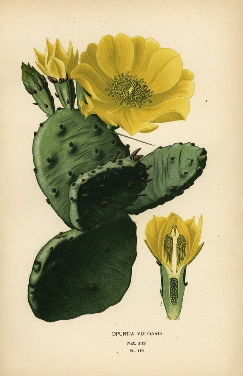 Piggpære eller indisk fiken opuntia, Opuntia ficus-indica av Désiré Georges Jean Marie Bois