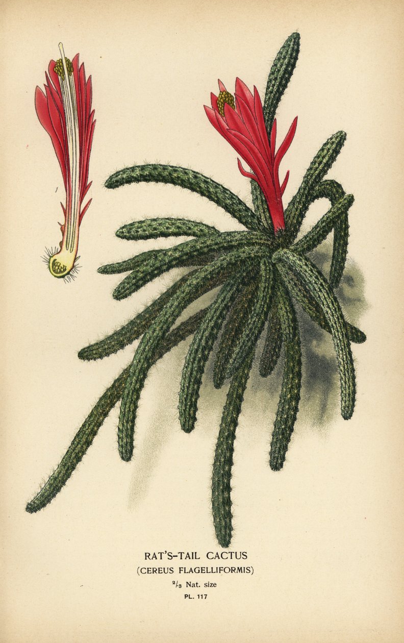 Rottehalekaktus, Disocactus flagelliformis. av Désiré Georges Jean Marie Bois