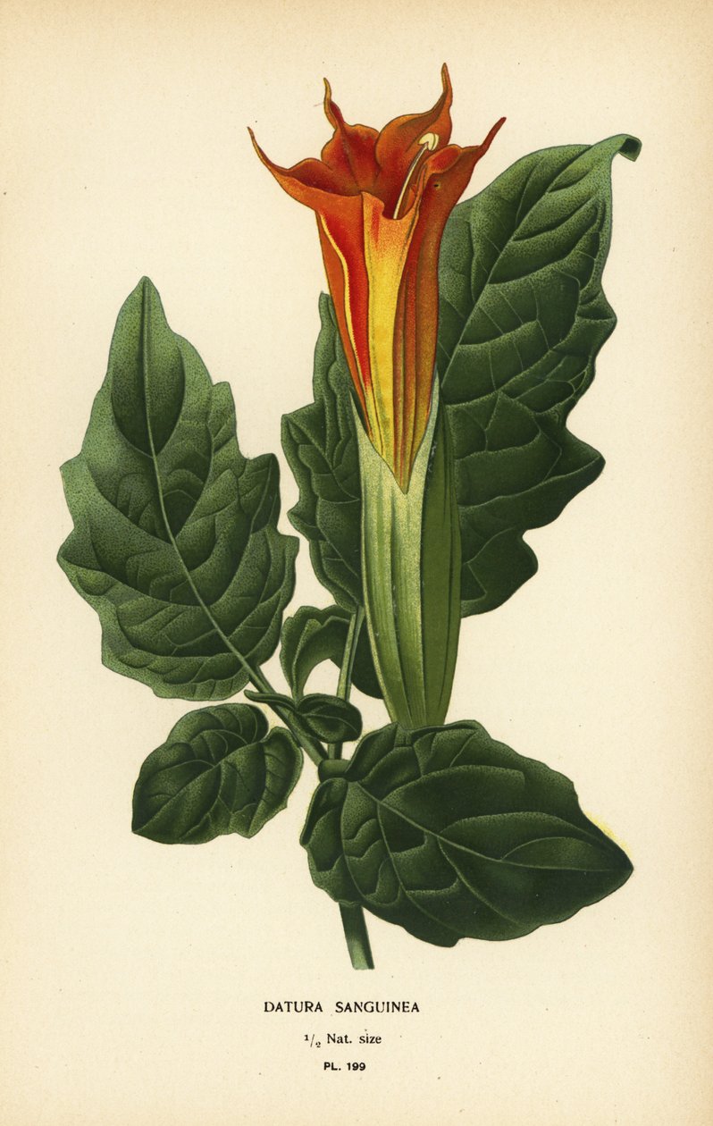 Rød engletrompet, Brugmansia sanguinea. Utryddet. av Désiré Georges Jean Marie Bois