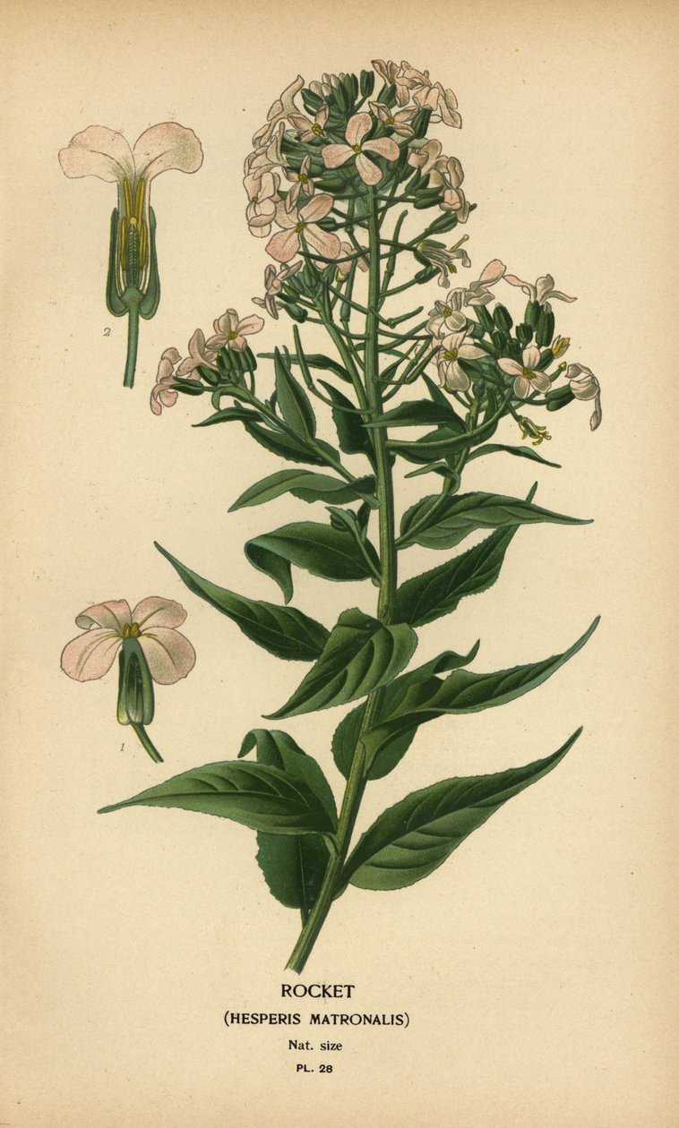 Rocket, Hespers matrone. av Désiré Georges Jean Marie Bois