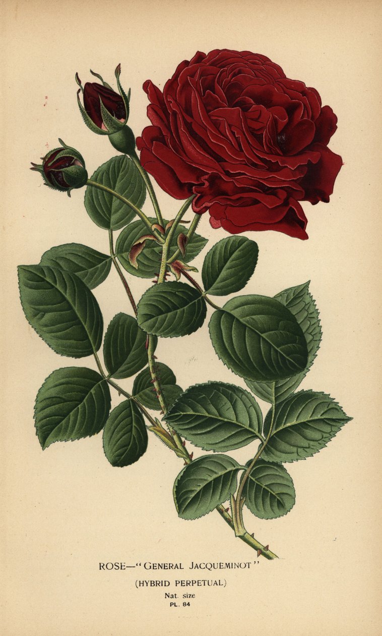 Rose General Jacqueminot, evigvarende hybrid. av Désiré Georges Jean Marie Bois