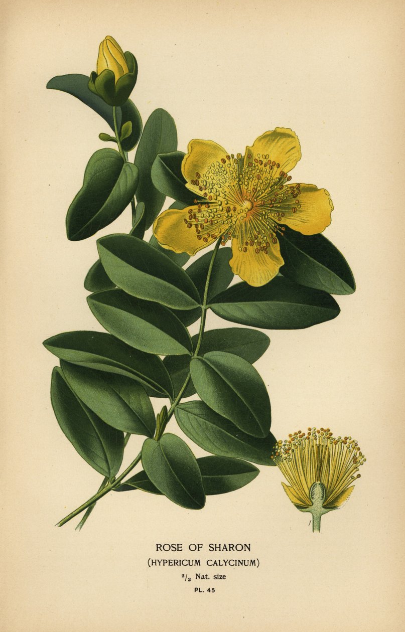 Rose of Sharon, johannesurt. av Désiré Georges Jean Marie Bois