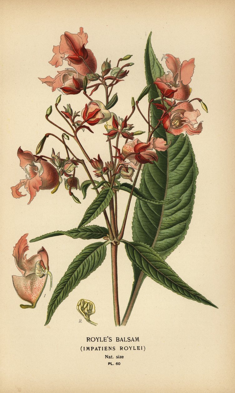 Royles balsam, Impatiens roylei. av Désiré Georges Jean Marie Bois