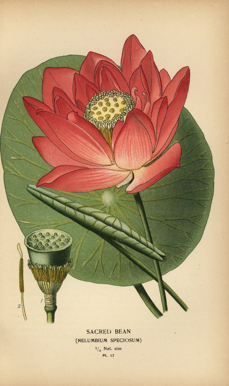 Hellig bønne eller indisk lotus, Nelumbo nucifera. av Désiré Georges Jean Marie Bois