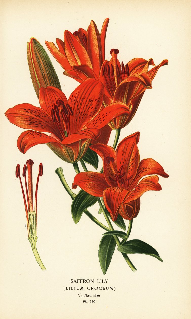 Safranlilje, Lilium croceum. Kromolitografi fra en illustrasjon av Desire Bois fra Edward Step