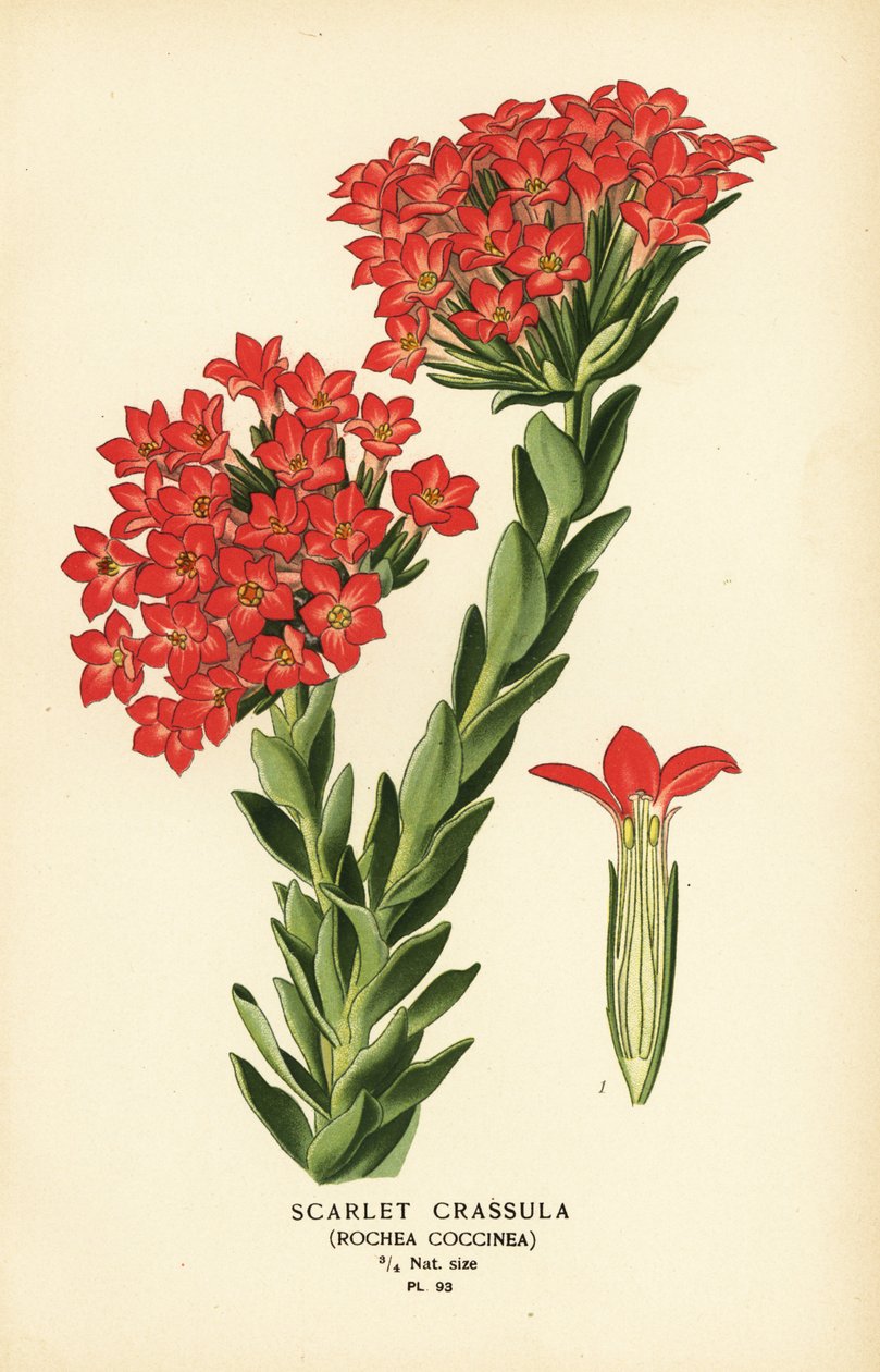 Scarlet carrula, Crassula coccinea. av Désiré Georges Jean Marie Bois