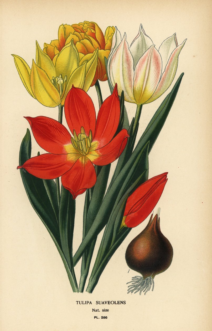 Schrencks tulipan, Tulipa suaveolens eller Tulipa schrenkii. Kromolitografi fra en illustrasjon av Desire Bois fra Edward Step