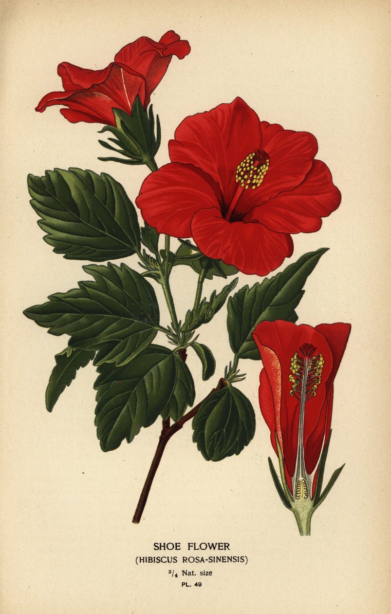 Skoblomst eller Kinarose, Hibiscus rosa-sinensis. av Désiré Georges Jean Marie Bois