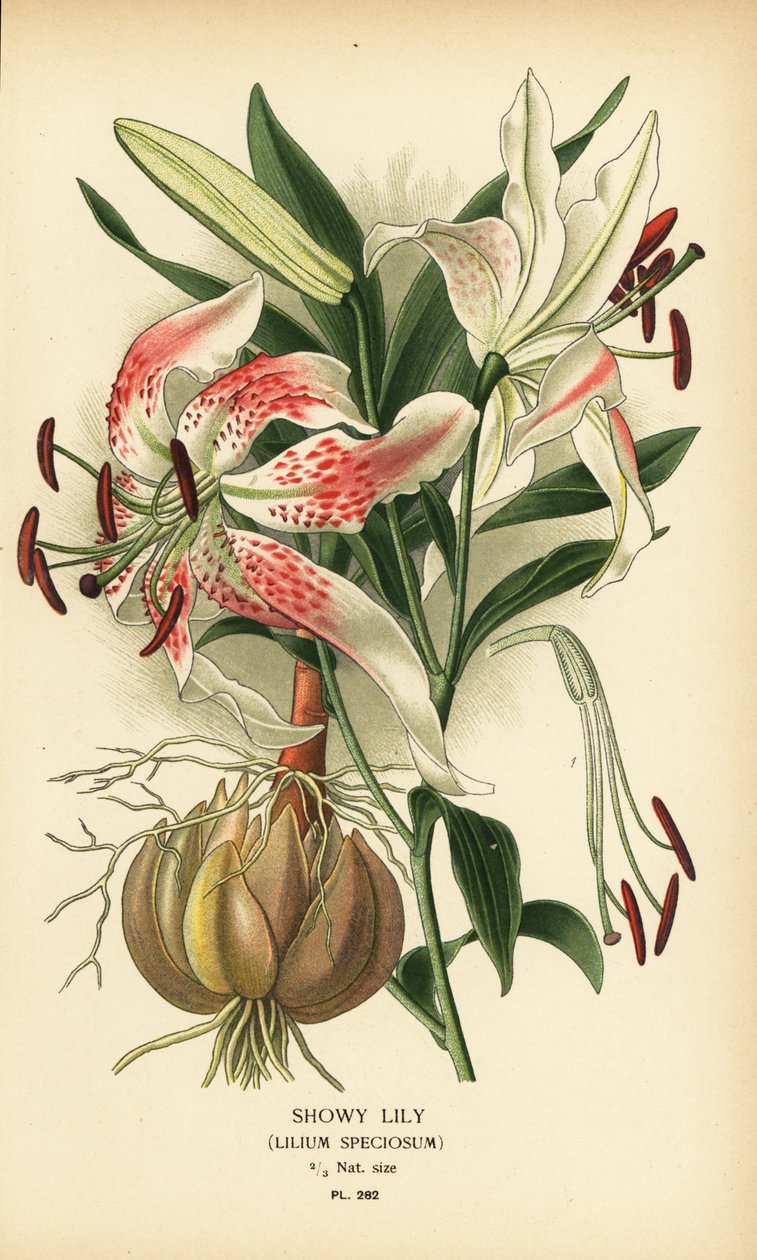 Prangende lilje, Lilium speciosum. Kromolitografi fra en illustrasjon av Desire Bois fra Edward Step