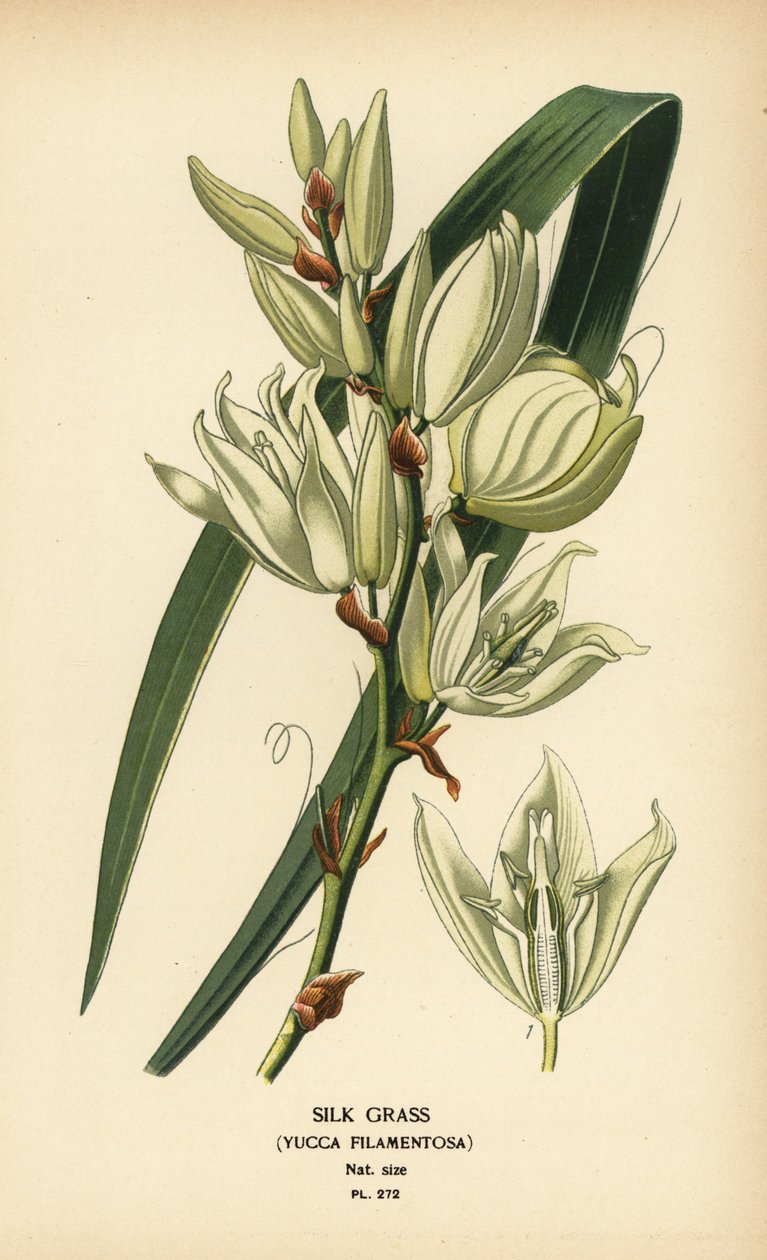 Silkegress, Yucca filamentosa. Kromolitografi fra en illustrasjon av Desire Bois fra Edward Step