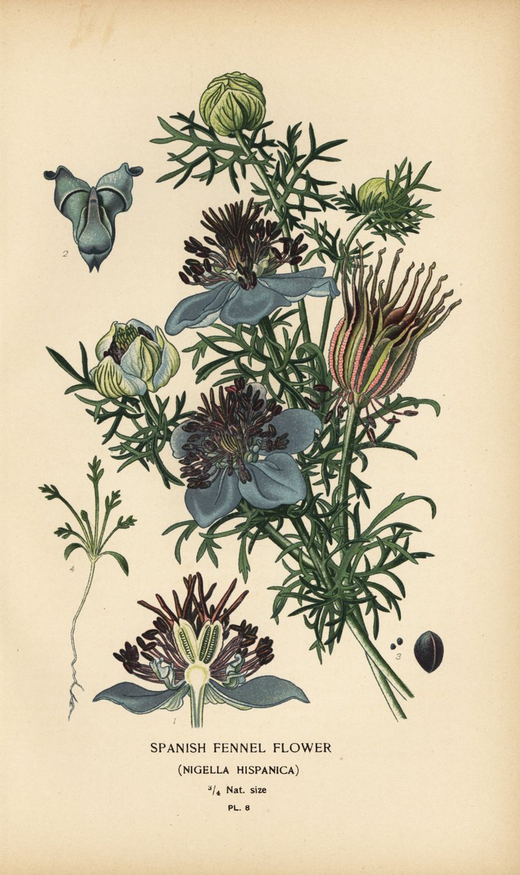 Spansk fennikel, Nigella hispanica. av Désiré Georges Jean Marie Bois