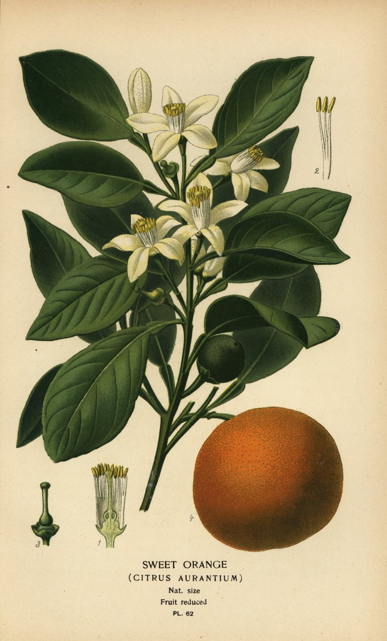 Søt appelsin, Citrus x aurantium. av Désiré Georges Jean Marie Bois