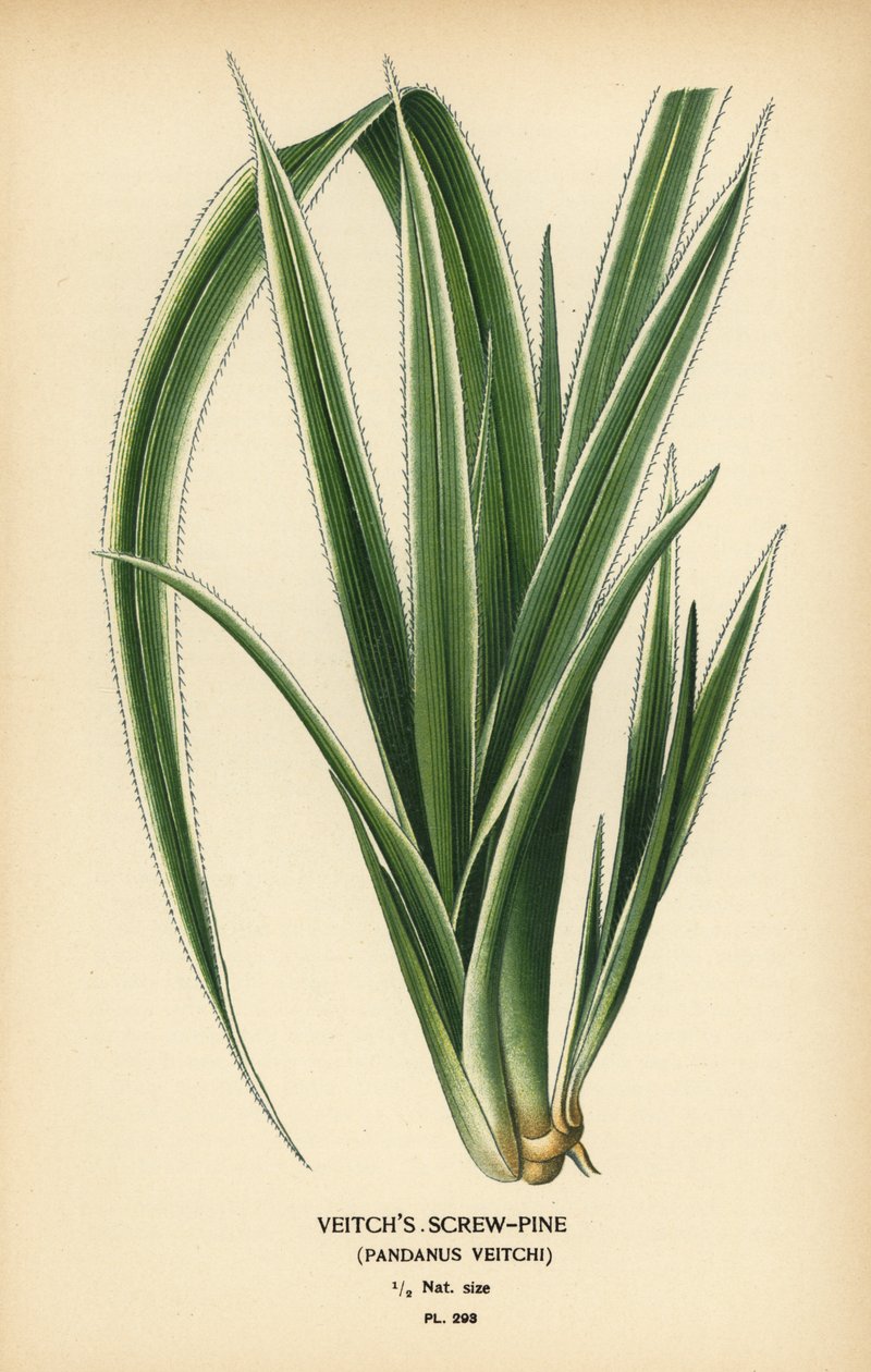 Tahitisk skruefuru, Pandanus tectorius (Veitchs skruefuru, Pandanus veitchii). Kromolitografi fra en illustrasjon av Desire Bois fra Edward Step