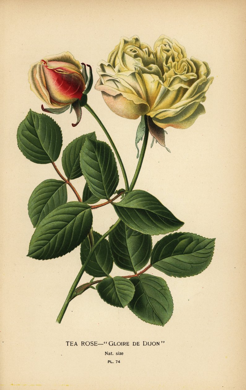 Te rose hybrid, Glooire de Dijon, Rosa × odorata. av Désiré Georges Jean Marie Bois