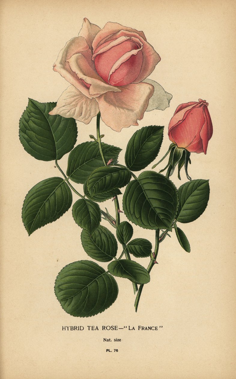 Te rose hybrid, La France, Rosa × odorata. av Désiré Georges Jean Marie Bois