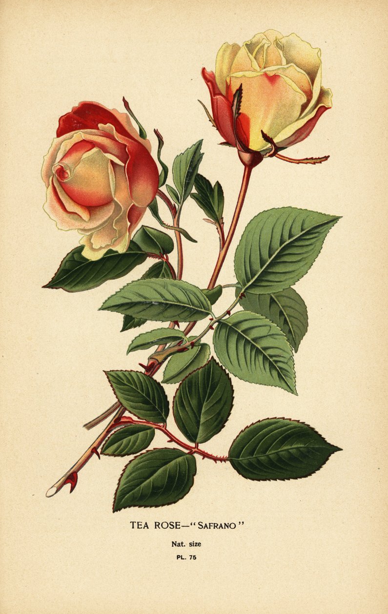 Te rose hybrid, safran, rose × Odorata. av Désiré Georges Jean Marie Bois
