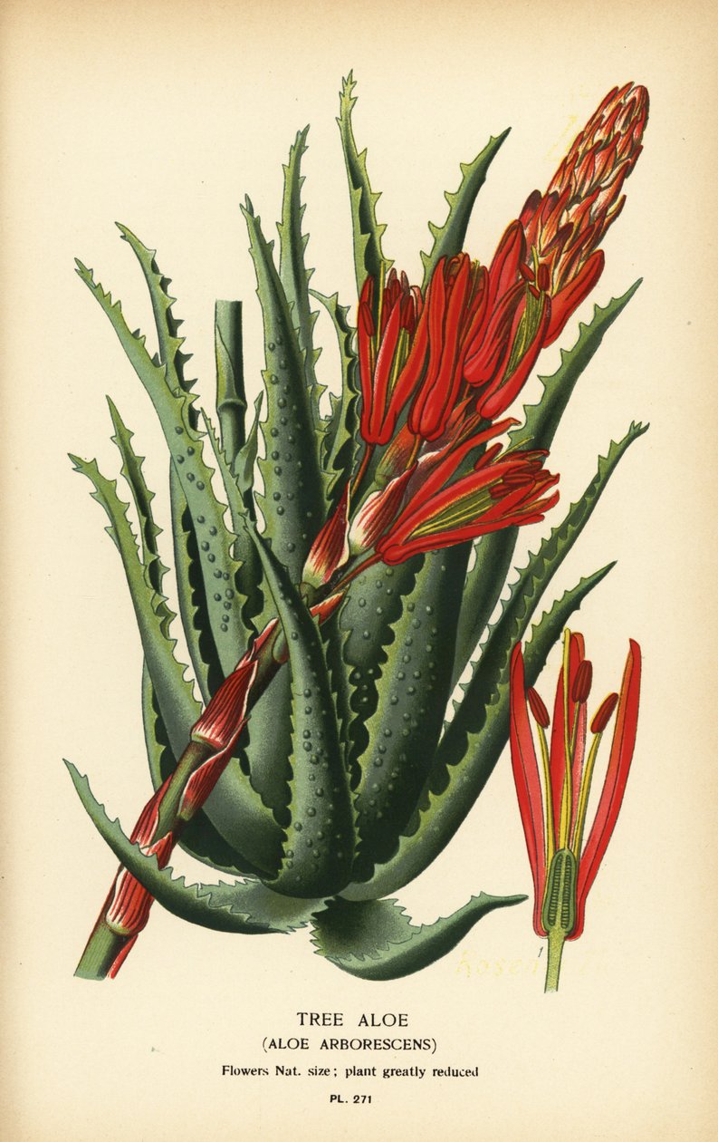Trealoe, Aloe arborescens. Kromolitografi fra en illustrasjon av Desire Bois fra Edward Step