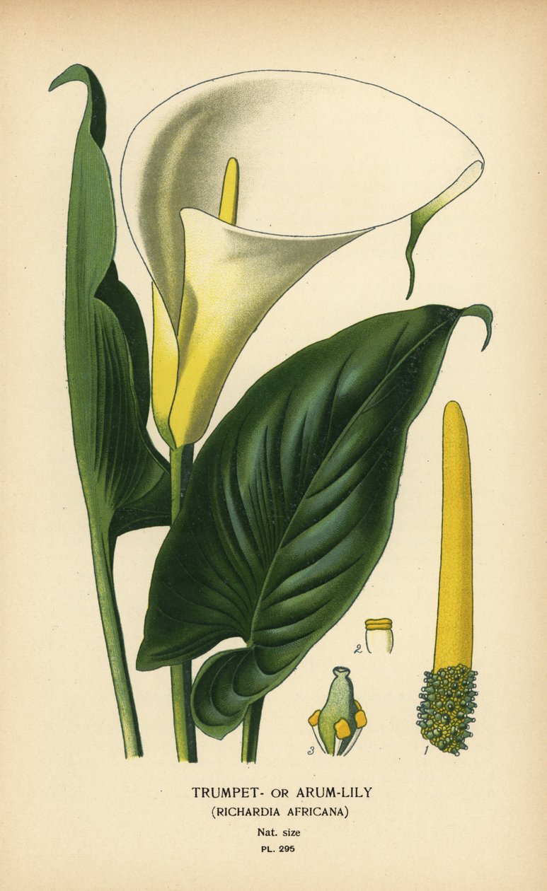 Trompetlilje, arumlilje eller Calla-lilje, Zantedeschia aethiopica (Richardia africana). Kromolitografi fra en illustrasjon av Desire Bois fra Edward Step