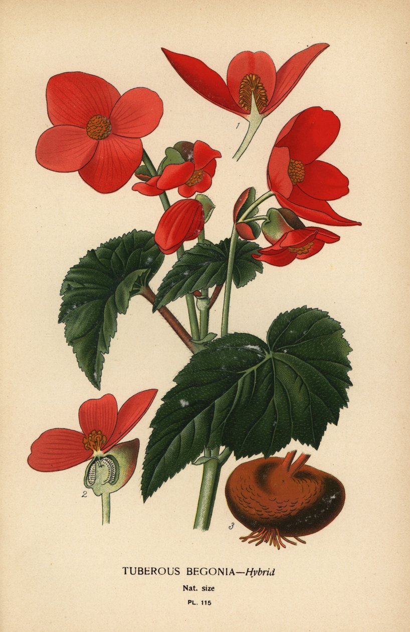 Knollbegoniahybrid. av Désiré Georges Jean Marie Bois