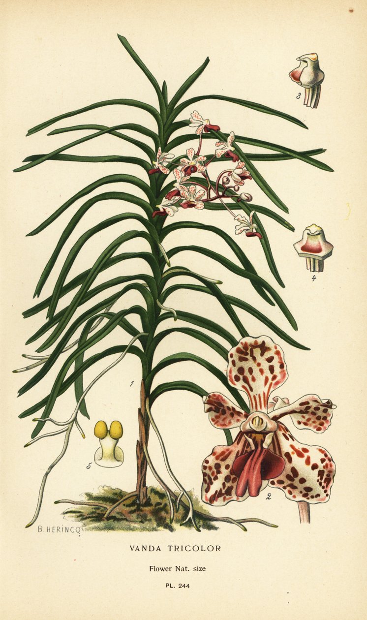 Vanda tricolor orkidé. Kromolitografi fra en illustrasjon av B. Herincq fra Edward Step’s Favorite Flowers of Garden and Greenhouse, Frederick Warne, London av Désiré Georges Jean Marie Bois
