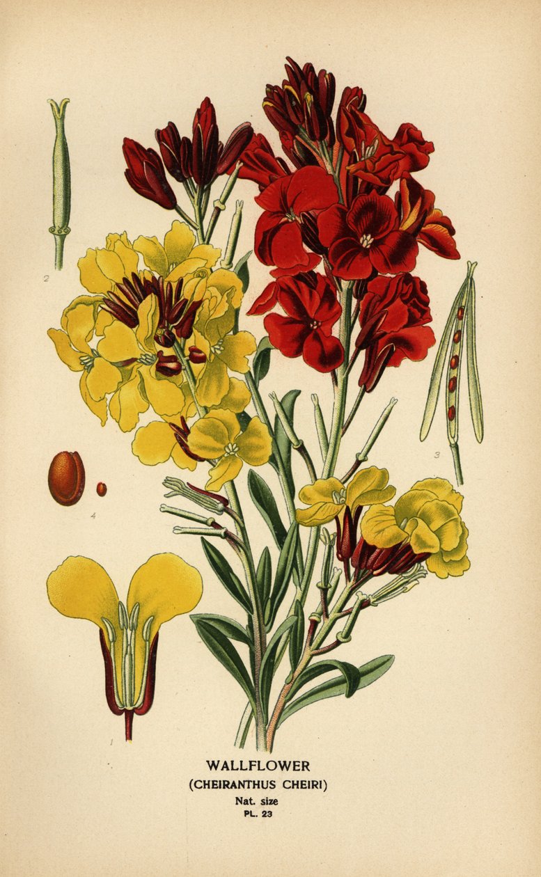 Veggblomster, Erysimum × cheiri. av Désiré Georges Jean Marie Bois