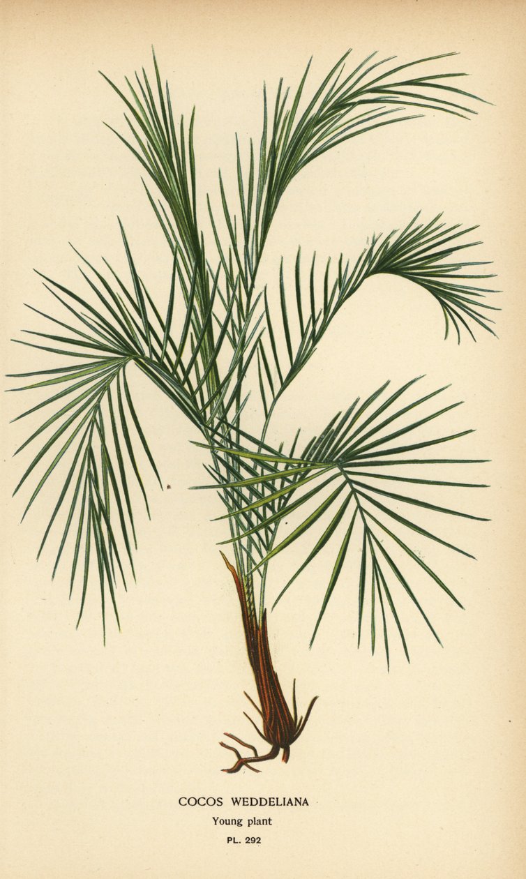 Weddells palme, Lytocaryum weddellianum, ung plante (Cocos weddeliana). Kromolitografi fra en illustrasjon av Desire Bois fra Edward Step