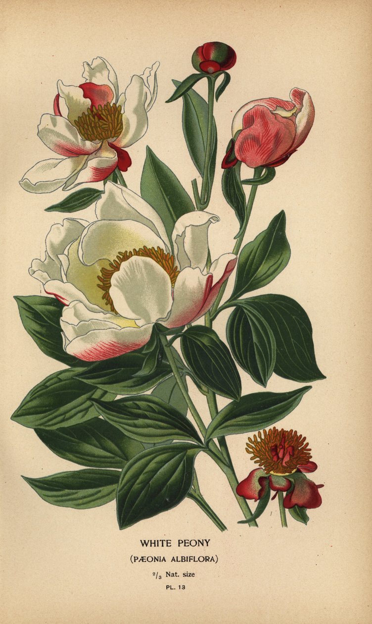 Hvit pion, Paeonia lactiflora. av Désiré Georges Jean Marie Bois